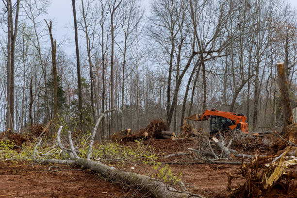 Tree and Shrub Care in Lambertville, MI